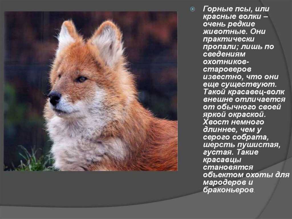 Самые опасные животные в россии – список, описание, фото и видео