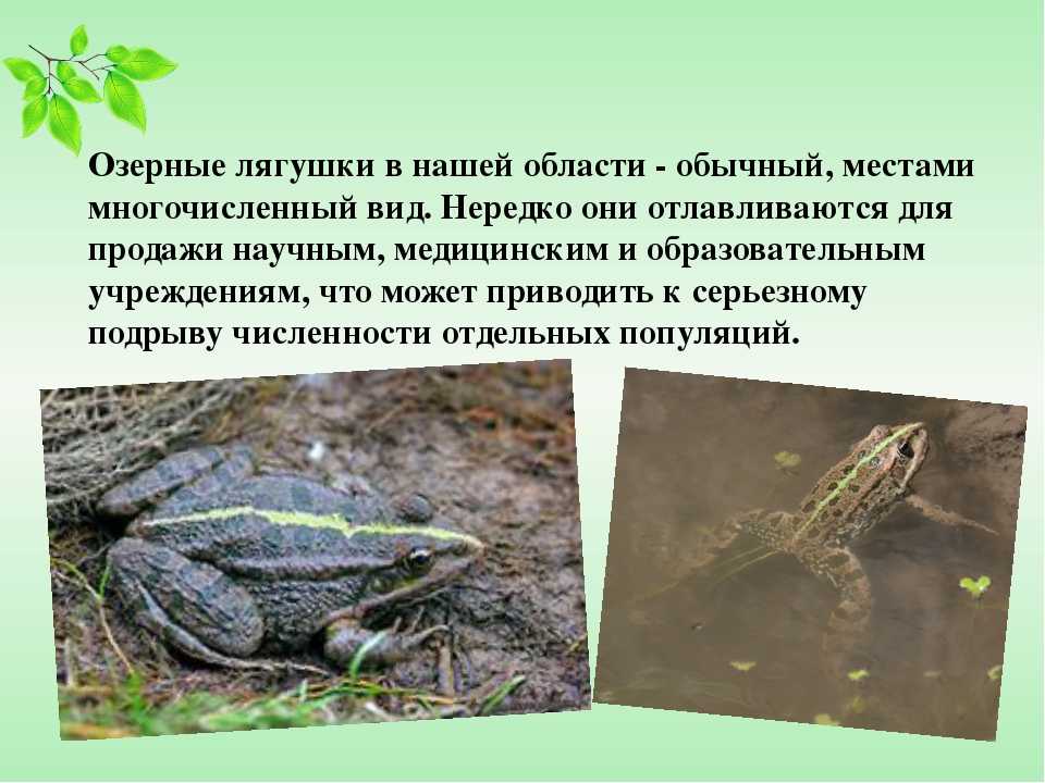 Травяная лягушка — описание, фото, места обитания, образ жизни