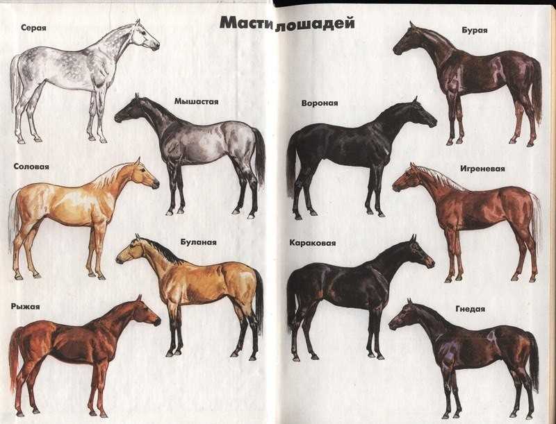 Племенные лошади: чистокровные породы, племенное коневодство