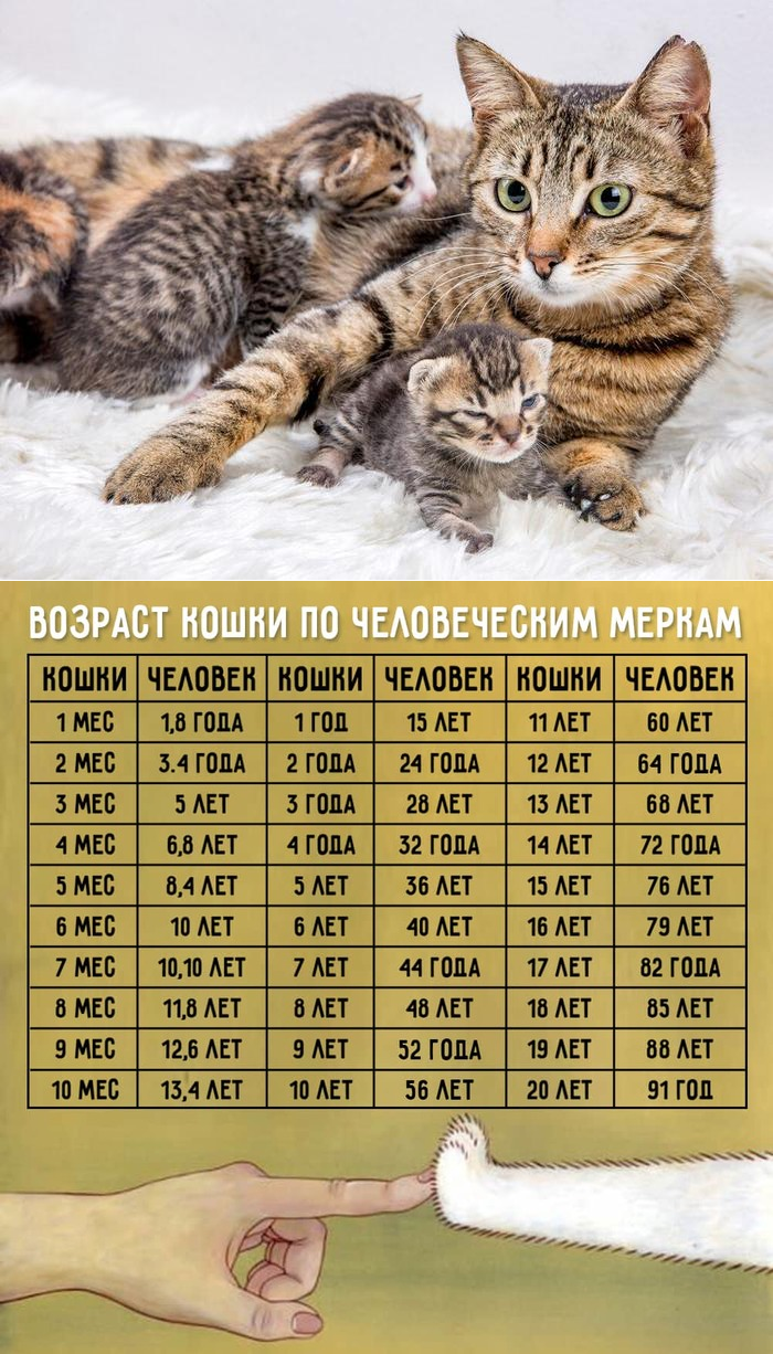 Сколько поить кота. Кошачий Возраст по кошачьим меркам таблица. По человеческим меркам кошачий Возраст 1 год. Сколько лет кошке по кошачьим меркам таблица. Кошачьи года по человечьи.