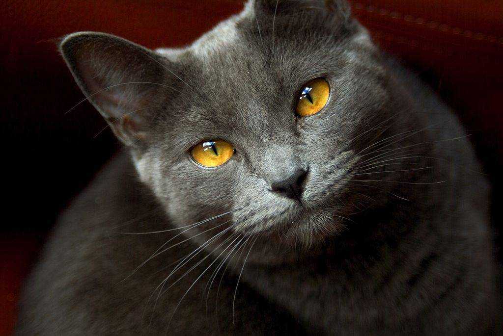 Порода серой кошки с серыми глазами. Картезианский шартрез. Шартрез кошка. Коты породы шартрез. Порода кошки шартрез картезианский.