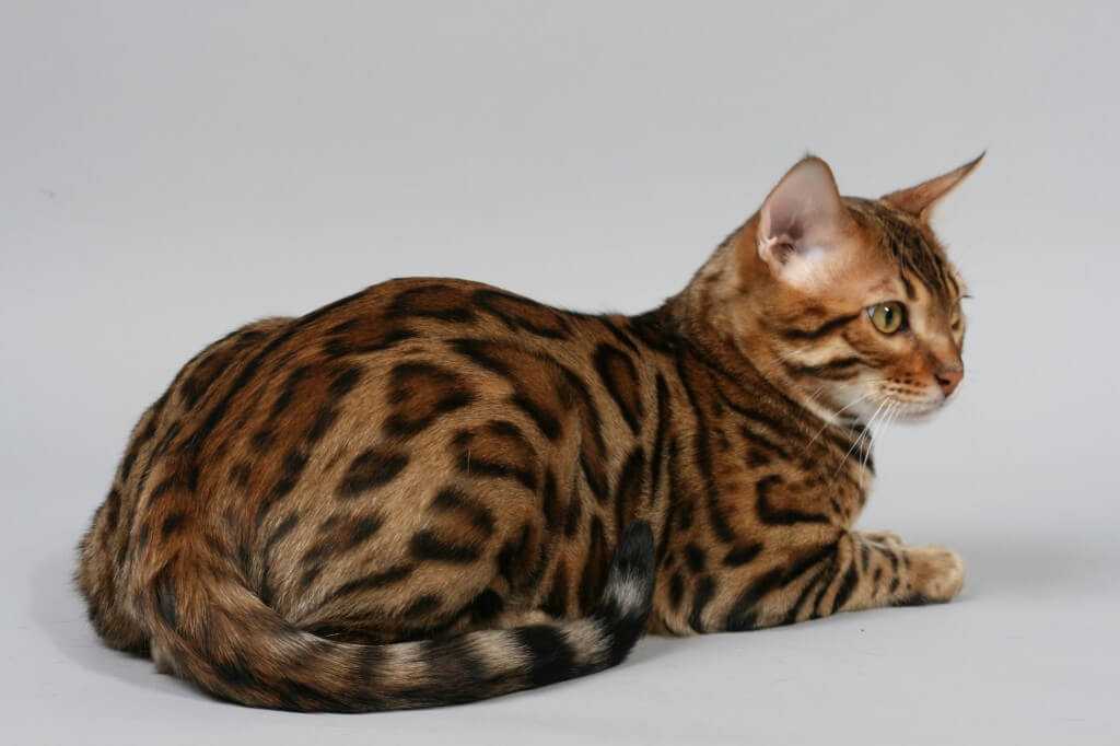 Пестрый окрас породы. Кошка породы бенгал. Бенгал Сорель. Браун пятно бенгал. Леопардовая кошка порода Бенгальская.