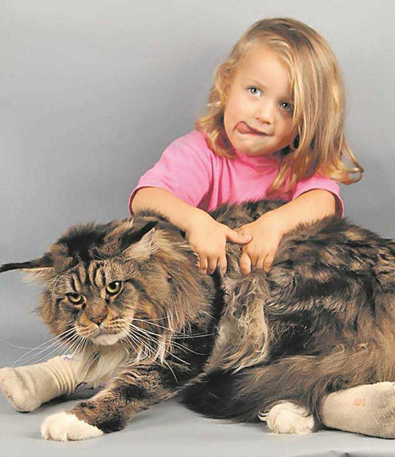 ᐉ лучшие породы кошек для детей - ➡ motildazoo.ru