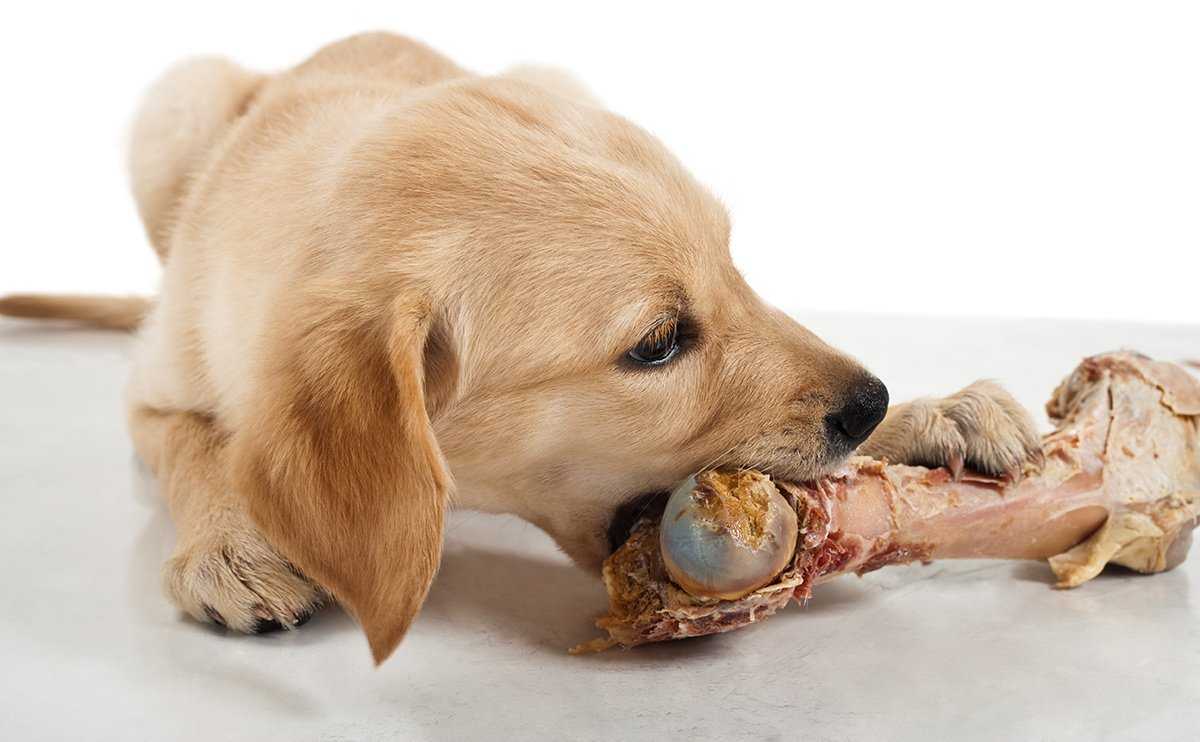 Как отучить собаку подбирать на улице с земли еду и предметы