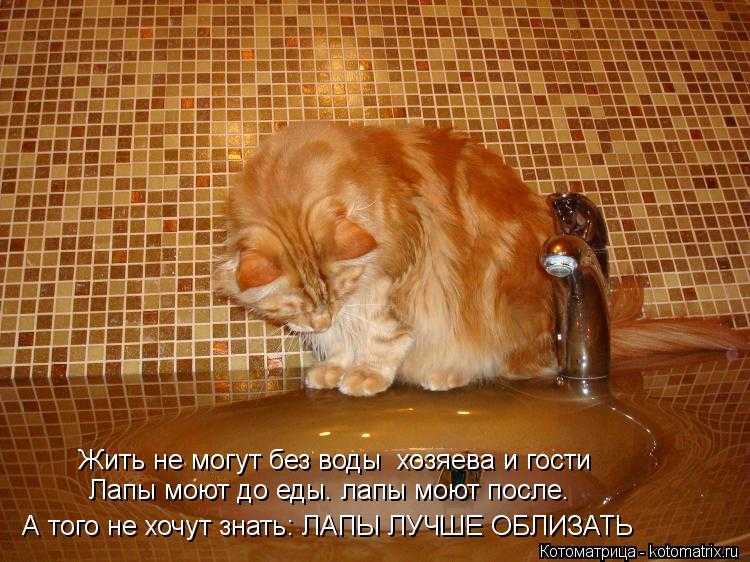 Сколько коты могут без еды и воды
