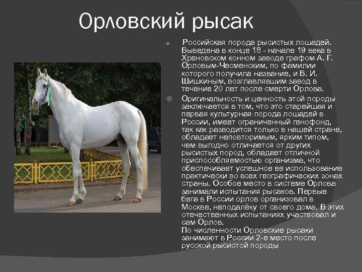 Ганноверская порода лошадей: экстерьер, история и фото