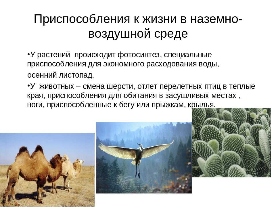 В каких природных зонах обитают животные нашей страны