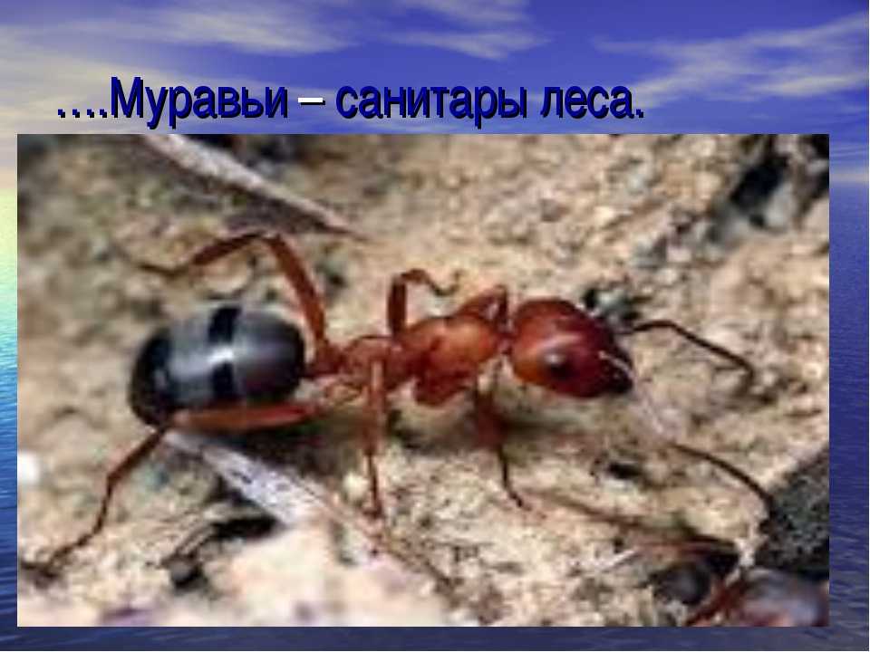 Виды муравьев. самый распространенный вид муравьев в россии. сколько видов муравьев в мире?