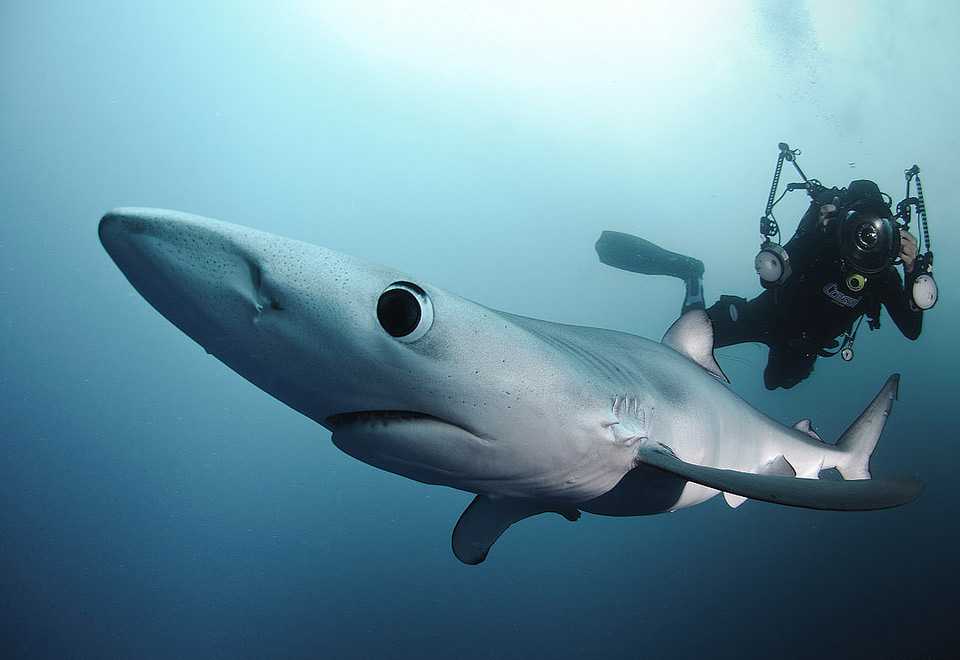 Самые красивые акулы в мире: описание, виды, фотографии