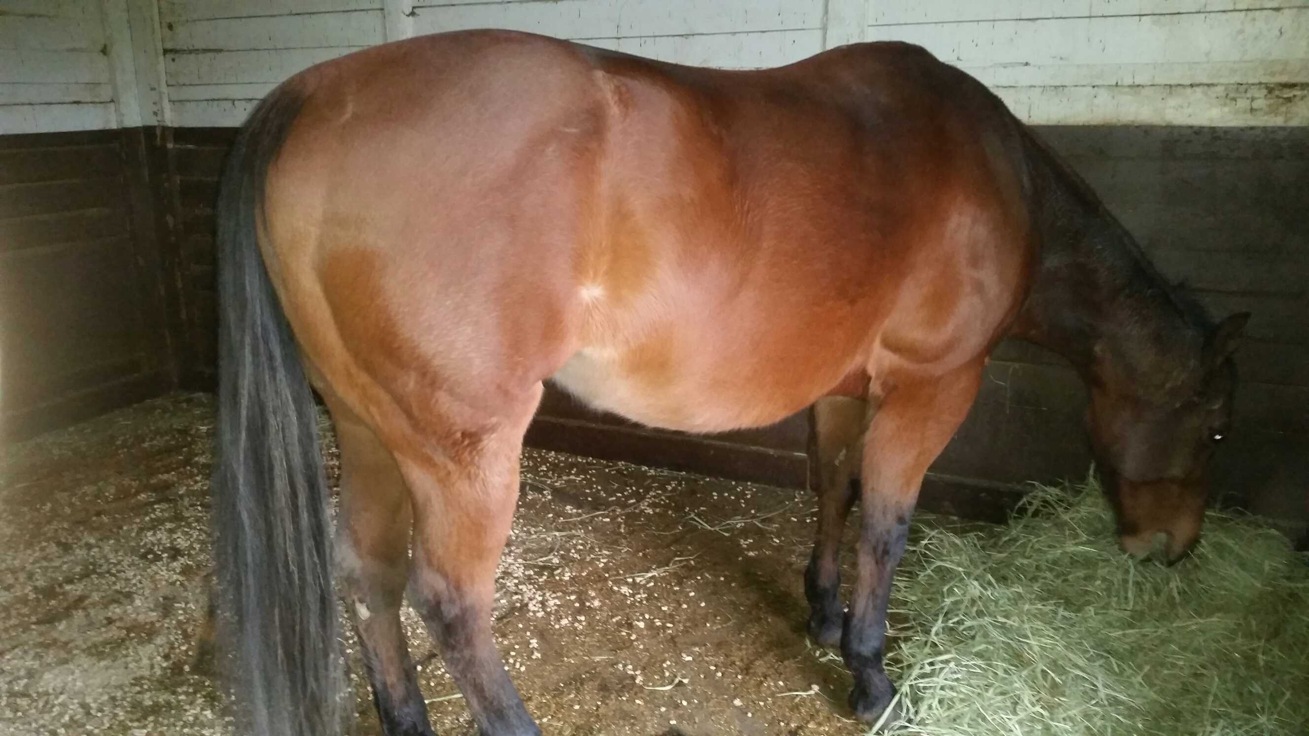 Сколько беременна лошадь