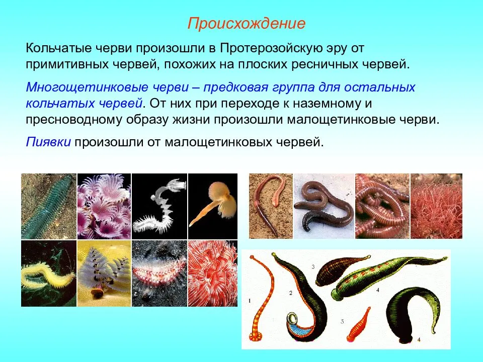 Морские кольчатые черви: классификация