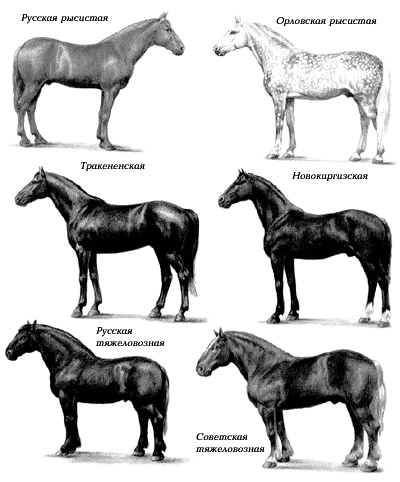 Описание пород лошадей с фотографиями