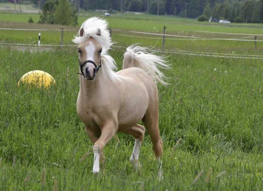 Пони – необычные маленькие лошади 2022