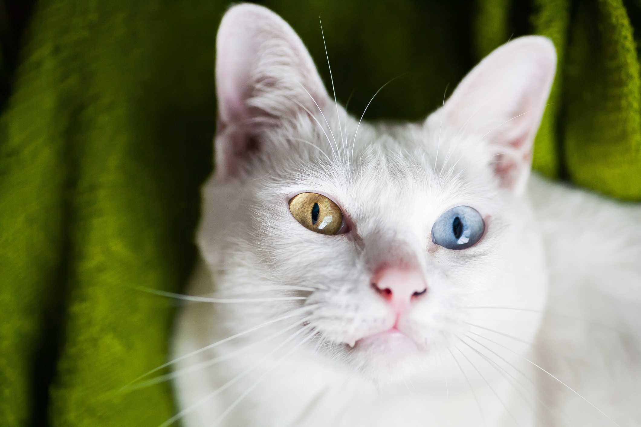 Содержание и уход за белой домашней кошкой с разными глазами