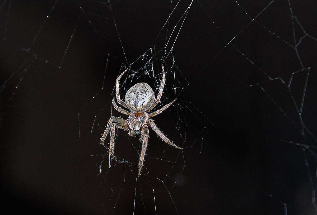 Пауки ночные животные. Паук белый Каракурт. Ночные пауки. Ночные крупные пауки. Ночные пауки в России.