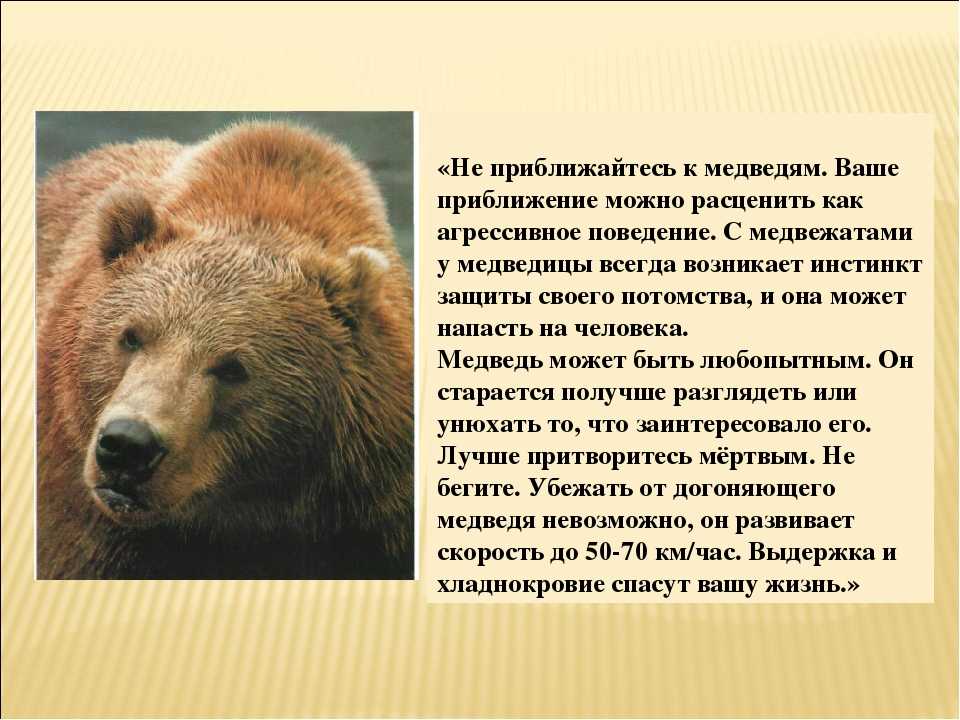 Сочинение на тему камчатский бурый медведь