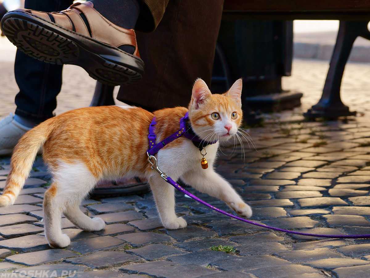 Куда деть котят, если их никто не берет, как пристроить кошку, найденную на улице?
