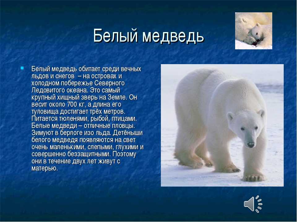 На территории какого государства обитает белый медведь. Рассказ о белом медведе. Белый медведь описание. Сообщение о белом медведе. Белый медведь краткое описание.