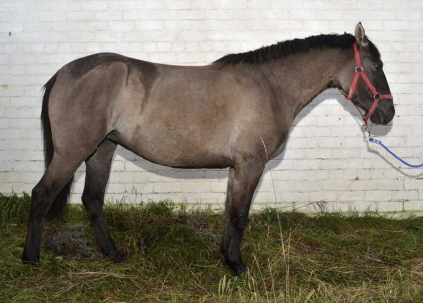 Французская верховая лошадь (сель). породы лошадей французский сель лошадь