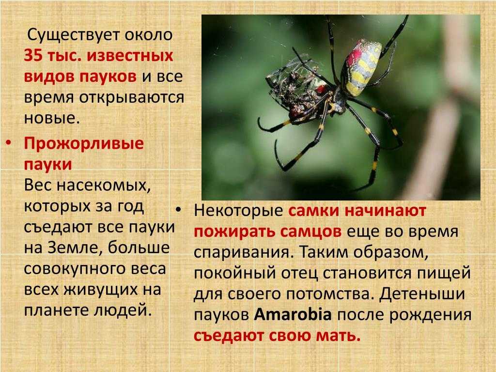 Аргиопа паук. описание, особенности, виды, образ жизни и среда обитания аргиопы | живность.ру