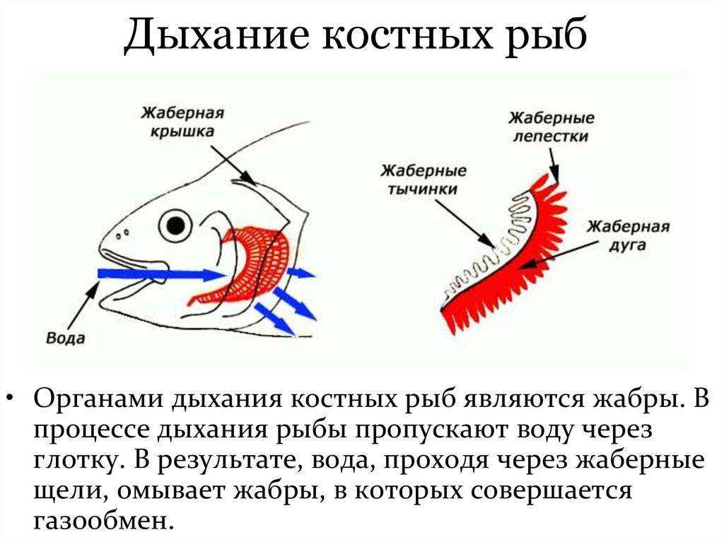 Особенности размножения рыб