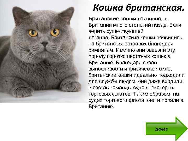 Уссурийская кошка (уссури): описание породы кошек с фото и видео