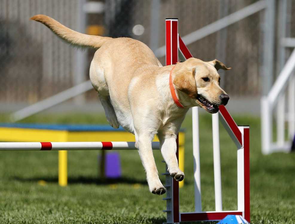 Гонки на собачьих упряжках: ездовой спорт с собакой, история появления, правила проведения