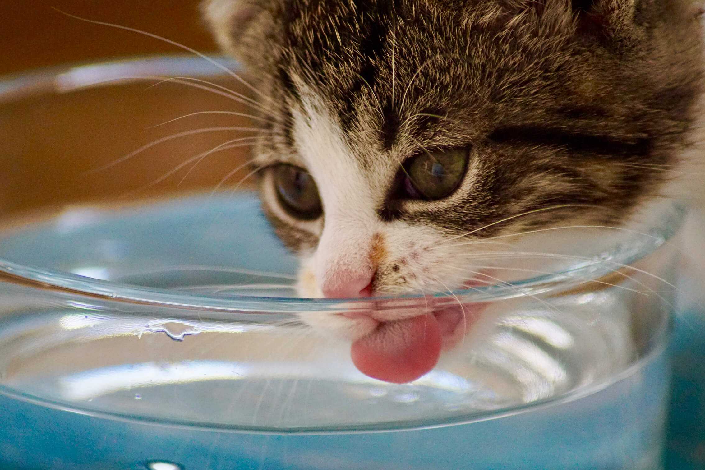9 причин почему котенок не ест сухой корм и не пьет воду: как приучить котенка пить воду из миски