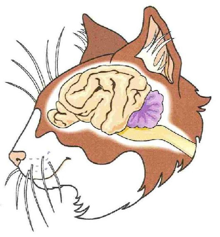Мозг кошки. Строение головного мозга кота.