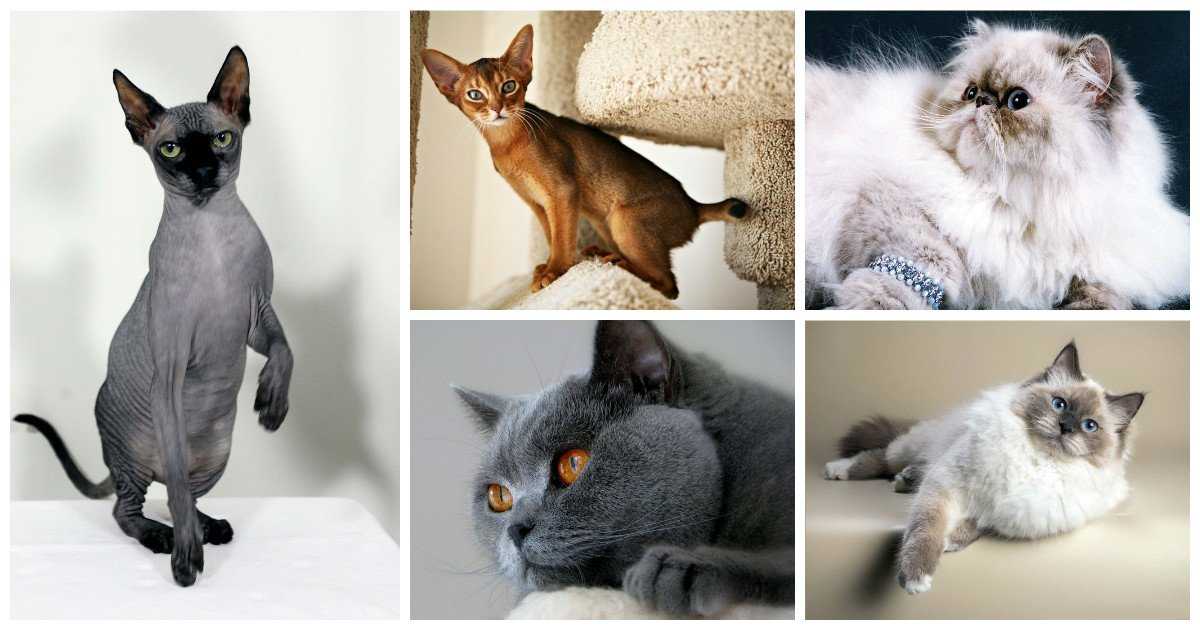 Какие породы кошек самые ласковые, ручные и умные?