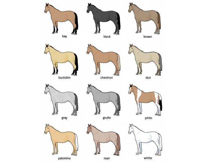 Как называют лошадей клички. Клички коней. Имена для лошадей. Имена для лошадок. Красивые имена для коней.