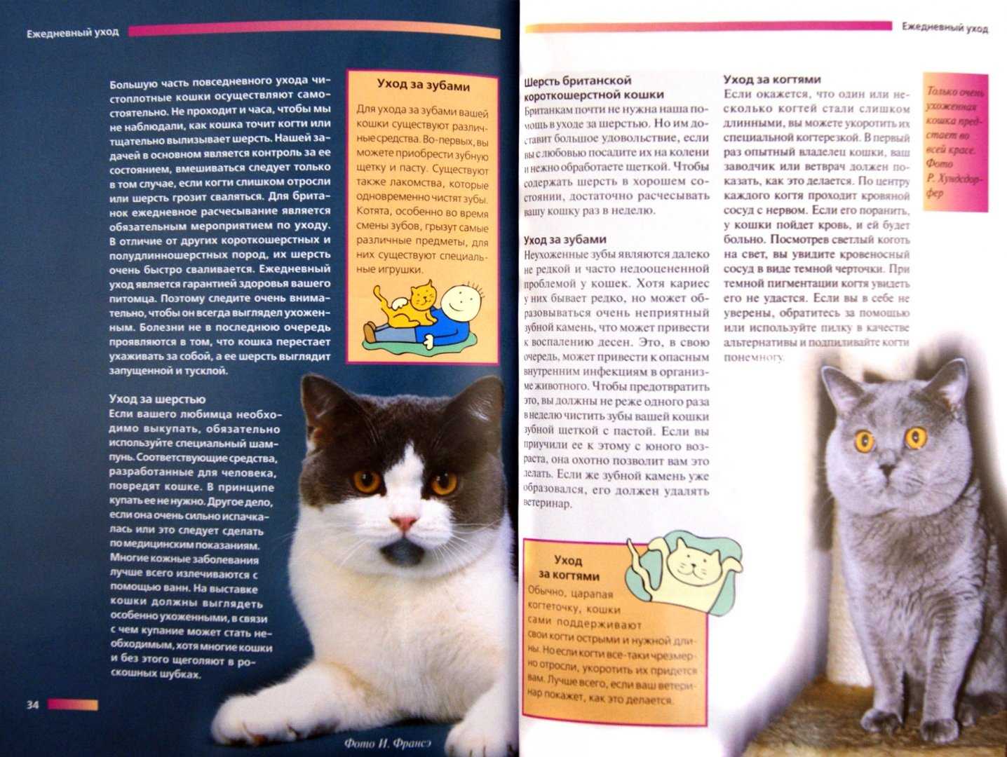 Кошки британской породы: характеристика, окрас, описание стандарта