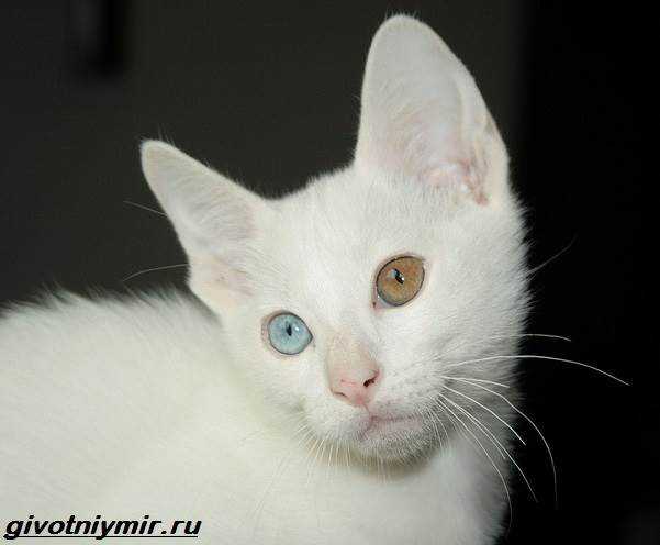 Кошка као-мани, фото животного и описание породы: как выглядит питомец, сколько стоит котенок?