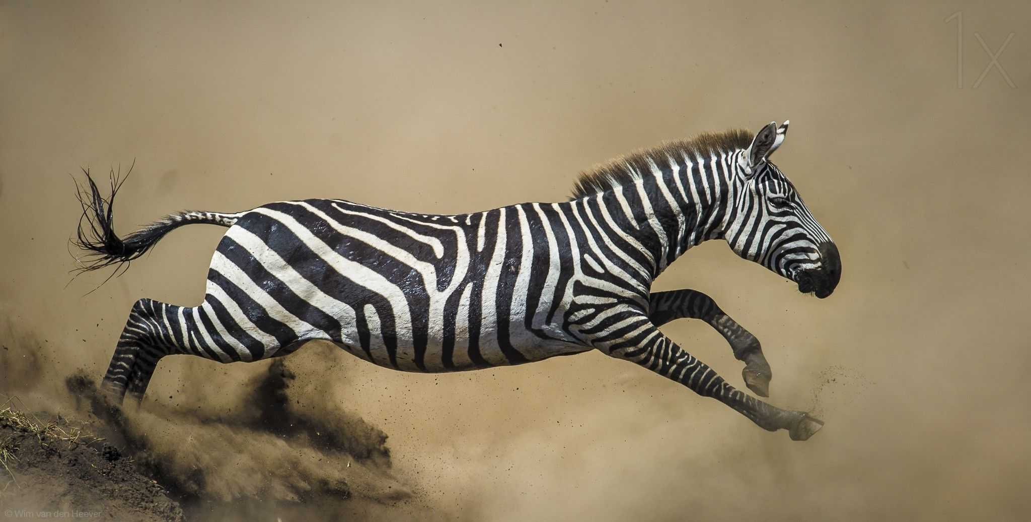 Зебра: как выглядит животное, интересные факты и много фото