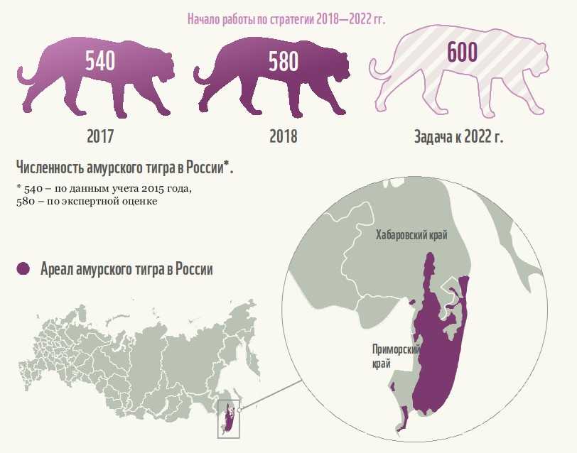 Амурский тигр карта обитания