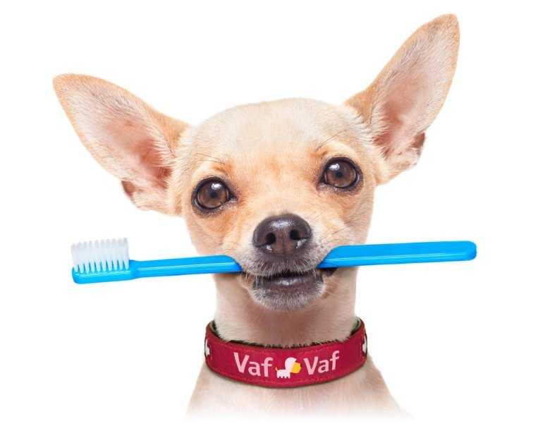 Как чистить зубы собаке правильно в домашних условиях - petstory