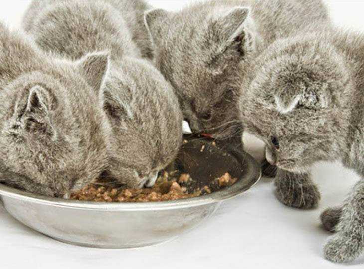 Чем кормить британскую кошку в домашних условиях: сухой корм и правильное питание