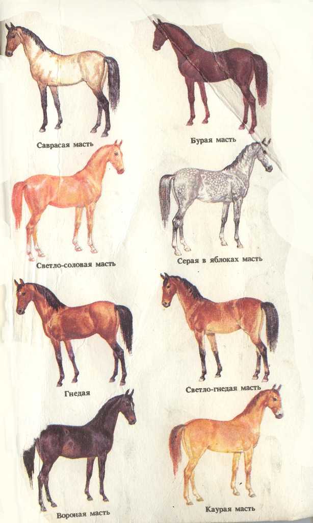 7 основных лошадиных пород с чубарой мастью