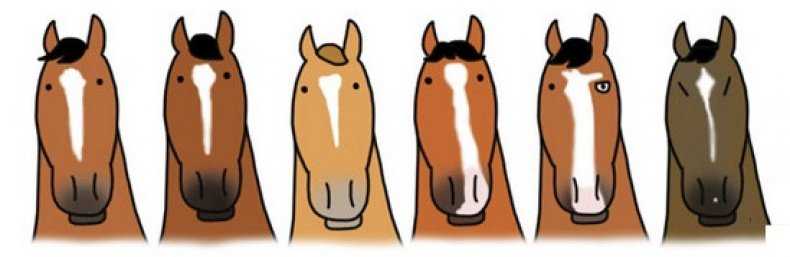 Клички (имена) для лошадей: как назвать коня