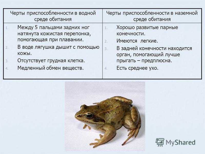 Интересные факты о лягушках