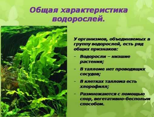 Характеристики красных водорослей, таксономия, размножение, питание
