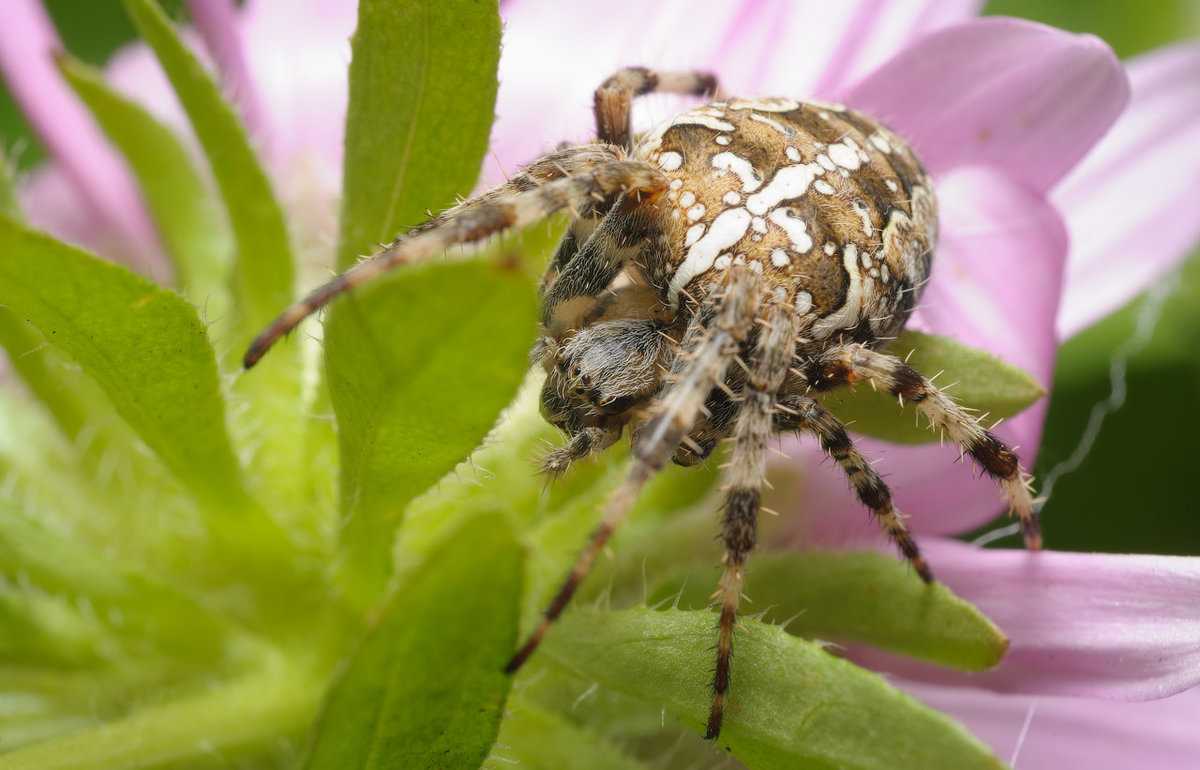 Как распознать паука-крестовика и насколько он опасен?