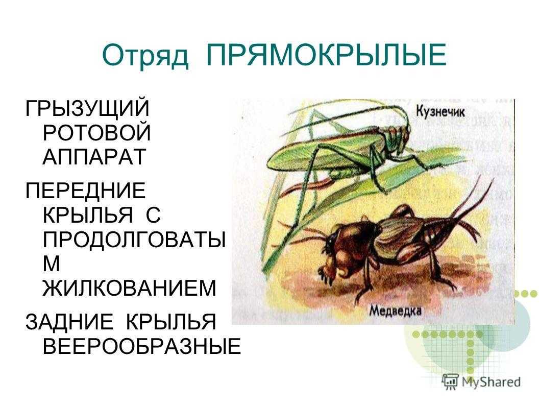 Отряды насекомых Прямокрылые. Прямокрылые и жесткокрылые.