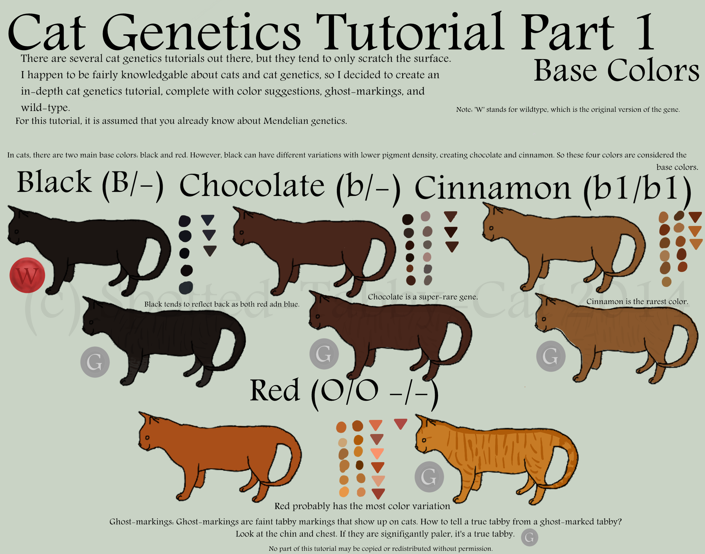 Наследование окраса у кошек. Генетика кошачьих окрасов. Генетика окраса котов. Генетика цвета шерсти кошек. Ген короткой шерсти а у кошек