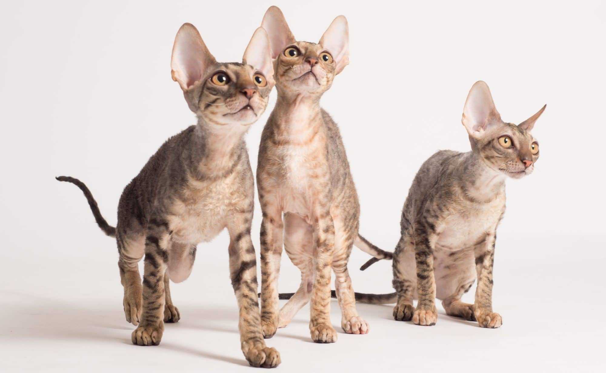 Богемский рекс – описание породы кошек, уход, фото, характер