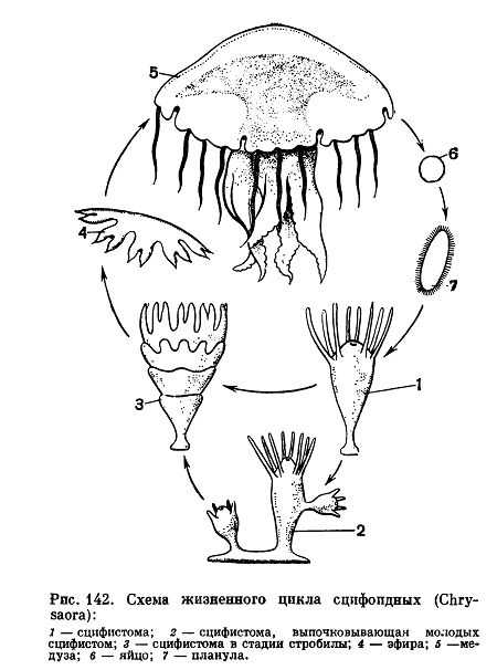 Медуза аурелия: описание, особенности содержания, размножение. аурелия — ушастая медуза