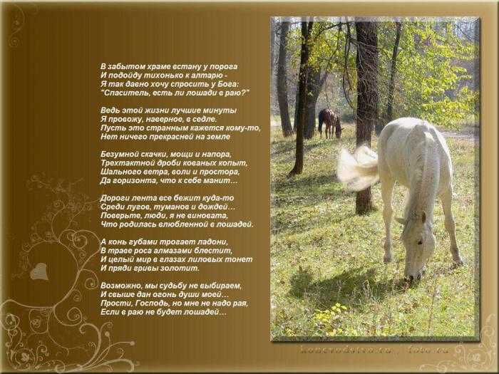 Хорошее настроение к лошадям стихотворение. Стихотворение про лошадь. Стихи про лошадей красивые. Стихи про коней лошадей. Стихотворение про лошадь красивое.