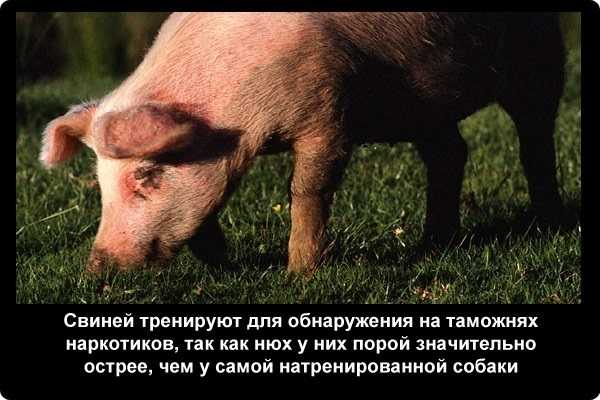 Чистоплотные ли свиньи животные