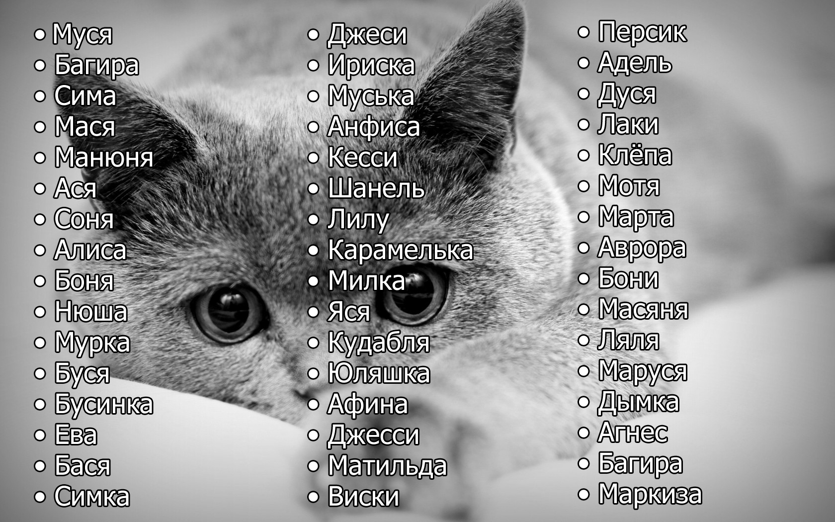Сборник кличек для котят-девочек на букву Ф с расшифровкой значения имени