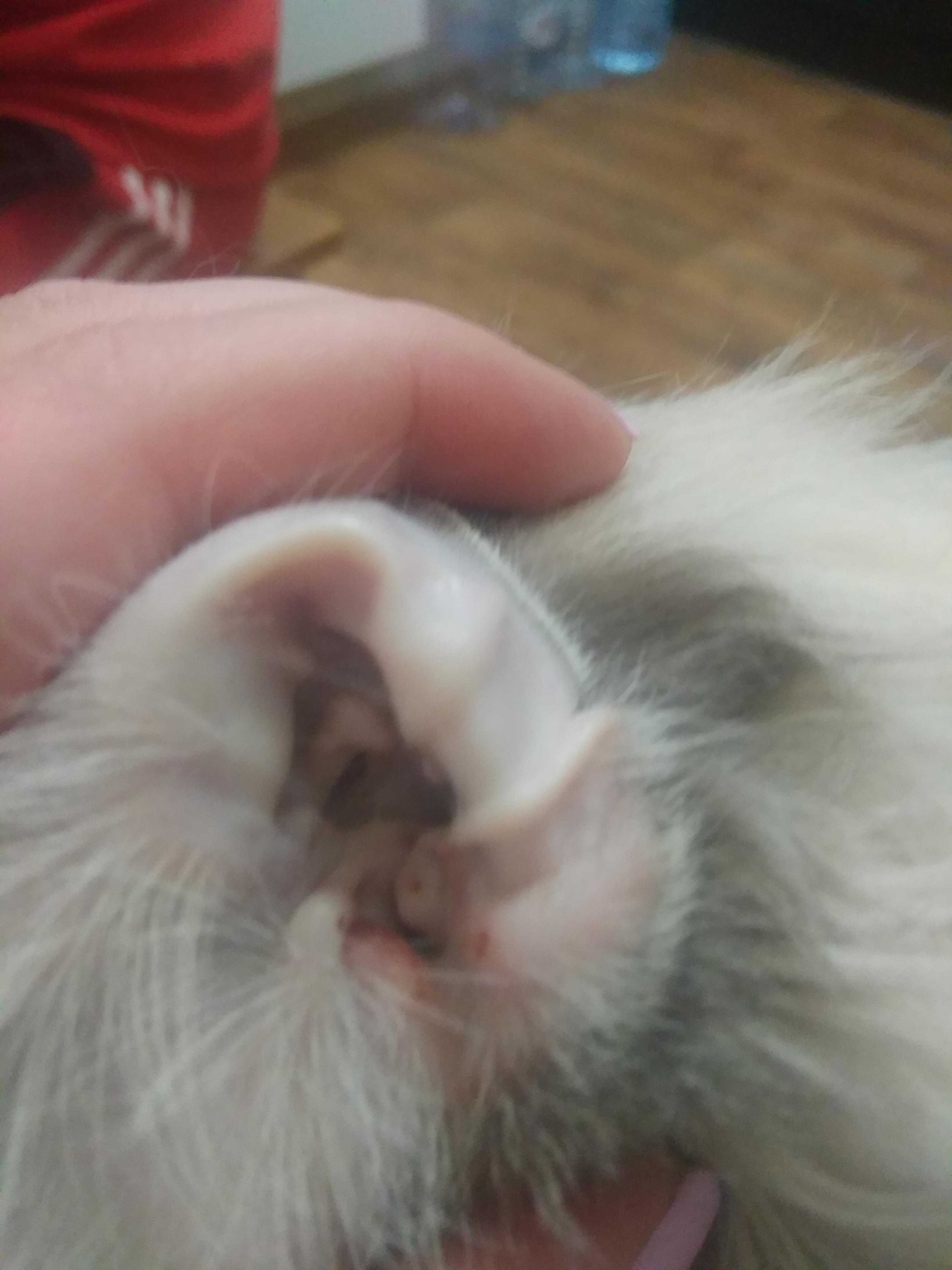 Что делать, если кошка постоянно трясёт головой и чешет уши Как диагностировать причину такого поведения Особенности лечения после установки точного диагноза